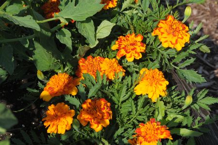 Orangemarigolds