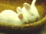 bonsleep3wk