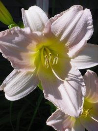 Pinklily2
