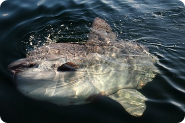 Ocean Sun Fish