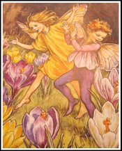 Crocus_fairies