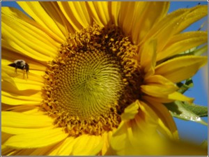 Sunflower_sleeping_bee_2