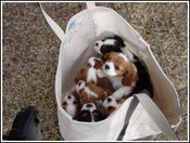 In_the_bag