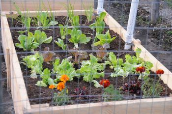 Salad greens, onions and beets